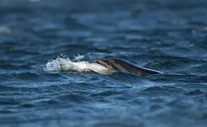Special: Bottlenose Dolphin - catching fish