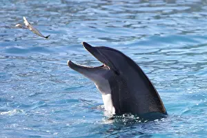 Thrown: Bottlenose Dolphin - catching fish being thrown