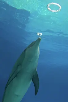 Bubbles: Bottlenose Dolphin - with circular air bubbles underwater