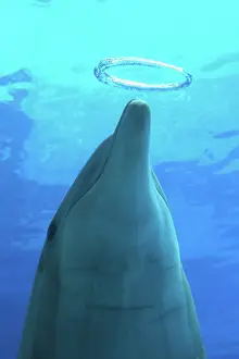 Bubbles: Bottlenose Dolphin - with circular air bubbles underwater