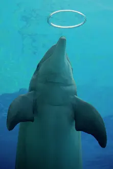 Bubbles: Bottlenose Dolphin - with circular air bubbles underwater