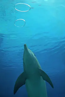 Bubbles: Bottlenose Dolphin - with circular air bubbles underwater