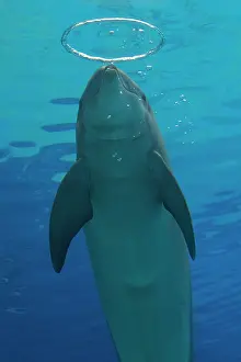 Bottlenose: Bottlenose Dolphin - with circular air bubbles underwater