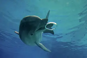 Bottlenose: Bottlenose Dolphin - with circular air bubbles underwater