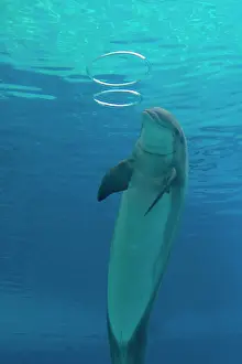 Bottlenose: Bottlenose Dolphin - with circular air bubbles underwater
