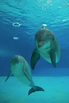 Bottlenose: Bottlenose Dolphin - with circular air bubbles underwater