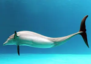 Fluke: Bottlenose dolphin - dancing underwater