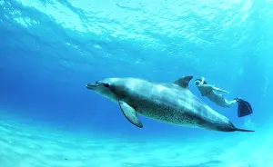 Snorkelling: Bottlenose Dolphin - & diver