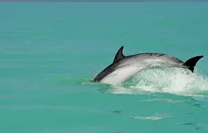 Karl Terblanche: Bottlenose Dolphin - diving back into the warer after a jump