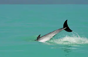 Karl Terblanche: Bottlenose Dolphin - diving back into the warer after a jump