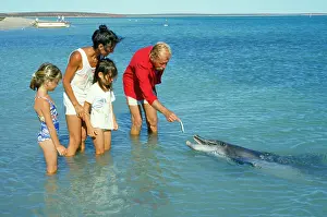Familes: BOTTLENOSE DOLPHIN - being fed by family
