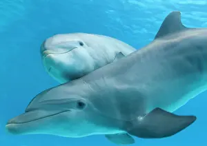 Bottlenose: Bottlenose dolphin - female and her calf