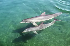 Worldwide: Bottlenose Dolphin - female / mother with calf