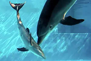 Immediately: Bottlenose Dolphin - Female (Mother) communicating