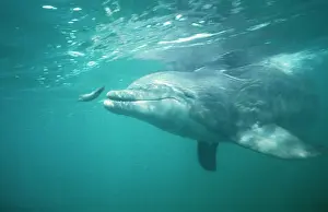 Bottlenose Dolphin - and fish