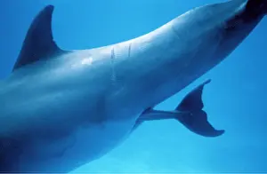 Sequence: Bottlenose DOLPHIN - giving birth