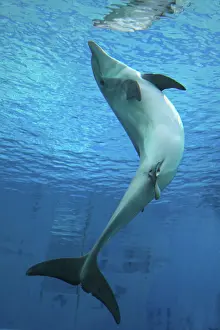 Birth: Bottlenose Dolphin - giving birth underwater