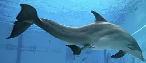 Birth: Bottlenose Dolphin - giving birth underwater