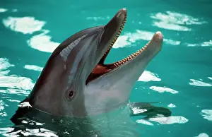 Bottlenose: Bottlenose DOLPHIN - head