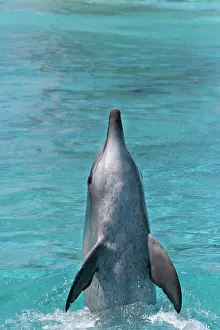 Aduncus: Bottlenose Dolphin - With head and body out of water