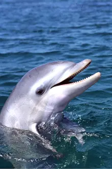 Jaws: BOTTLENOSE DOLPHIN - HEAD SHOT