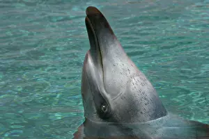Aduncus: Bottlenose Dolphin - With head out of water