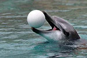 Aduncus: Bottlenose Dolphin - With head out of water and