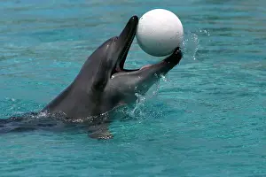 Aduncus: Bottlenose Dolphin - With head out of water and