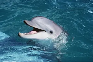 Contentment: BOTTLENOSE DOLPHIN - head out of water