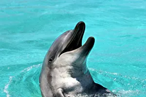 Aduncus: Bottlenose Dolphin - With head out of water and mouth open