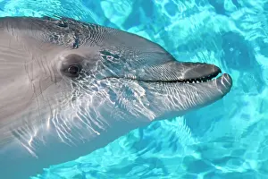 Beneath: Bottlenose Dolphin - Just beneath water