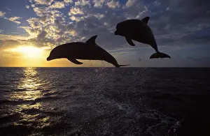 Carribean: Bottlenose Dolphin - leaping