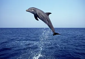 Honduras: Bottlenose Dolphin - leaping