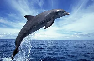 Francois Gohier: Bottlenose dolphin - leaping