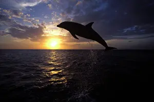 Carribean: Bottlenose DOLPHIN - leaping at sunset