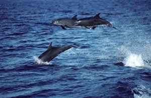 Mexcio: Bottlenose dolphin - three leaping out of water