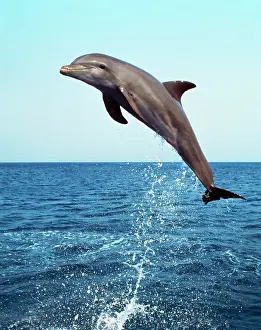 Leaping: Bottlenose DOLPHIN - leaping out of water