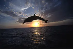 Worldwide: Bottlenose Dolphin - leaping out of water at sunset