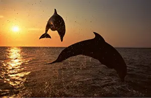Francois Gohier: Bottlenose Dolphin - two leaping out of water at sunset