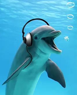 Headphones: Bottlenose Dolphin - listening to music with headphones