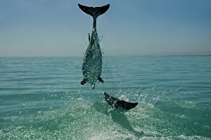 Karl Terblanche: Bottlenose Dolphin - mid jump