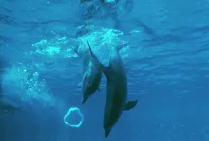 Tricks: Bottlenose DOLPHIN - Mother and baby play with air bubble
