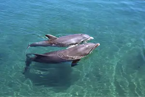 Worldwide: Bottlenose Dolphin - mother with calf