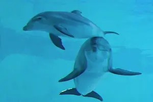 Aquaria: Bottlenose Dolphin - mother and calf underwater