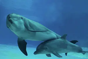 Aquaria: Bottlenose Dolphin - mother and calf underwater