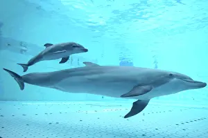 Augusto Leandro Stanzani: Bottlenose Dolphin - mother and calf underwater