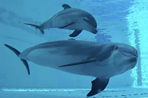 Augusto Leandro Stanzani: Bottlenose Dolphin - mother and calf underwater