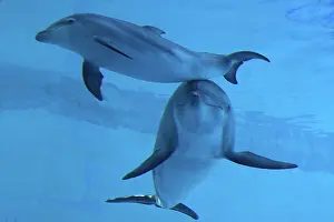 Augusto Leandro Stanzani: Bottlenose Dolphin - mother and calf underwater