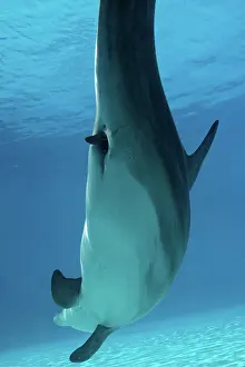 Fluke: Bottlenose Dolphin - Mother giving birth to Baby / Calf