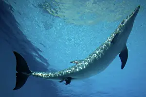 Fluke: Bottlenose Dolphin - Mother giving birth to Baby / Calf